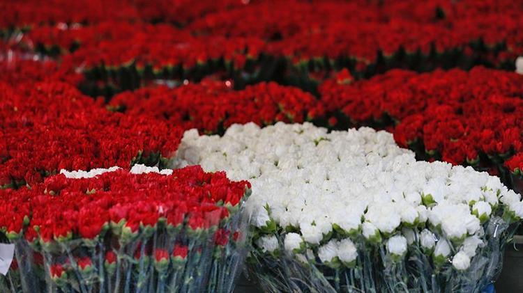 OCAK AYI ÇİÇEKLERİ Ocak ayında hangi çiçekler alınır, Ocak ayı çiçekleri ve anlamları