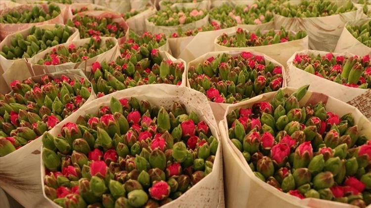 OCAK AYI ÇİÇEKLERİ Ocak ayında hangi çiçekler alınır, Ocak ayı çiçekleri ve anlamları