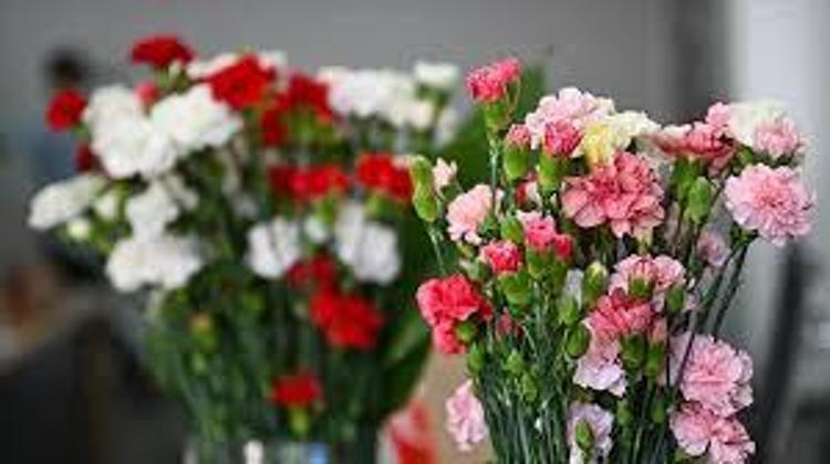 OCAK AYI ÇİÇEKLERİ Ocak ayında hangi çiçekler alınır, Ocak ayı çiçekleri ve anlamları