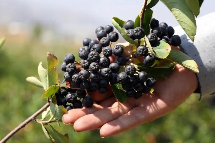 Japonların uzun yaşam sırrı çözüldü: Türkiye’de var ama kimse yüzüne bakmıyor