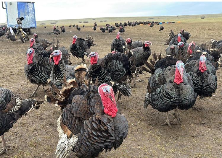 Tekirdağ’da satış rekoru kırıyor Yılbaşı hindisi seçmenin püf noktası buymuş