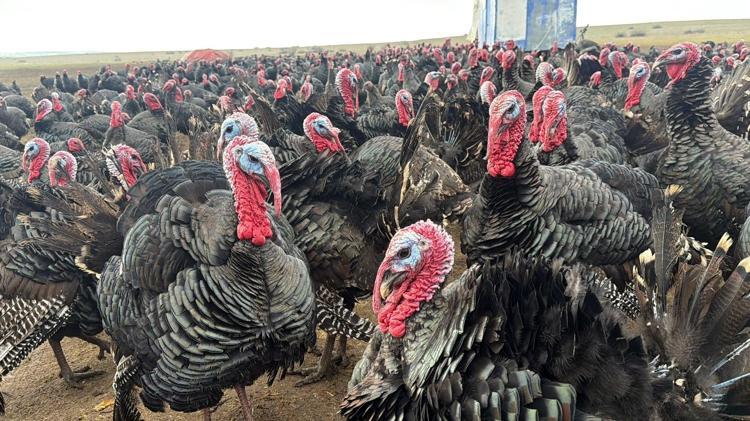 Tekirdağ’da satış rekoru kırıyor Yılbaşı hindisi seçmenin püf noktası buymuş
