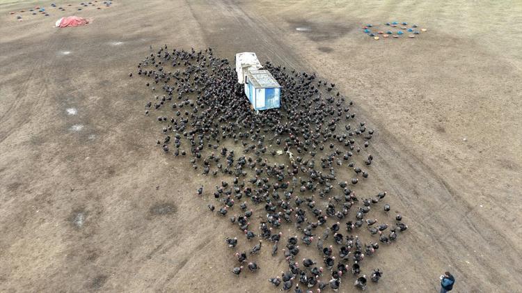 Tekirdağ’da satış rekoru kırıyor Yılbaşı hindisi seçmenin püf noktası buymuş