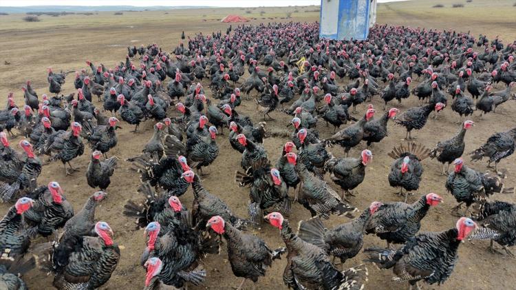 Tekirdağ’da satış rekoru kırıyor Yılbaşı hindisi seçmenin püf noktası buymuş