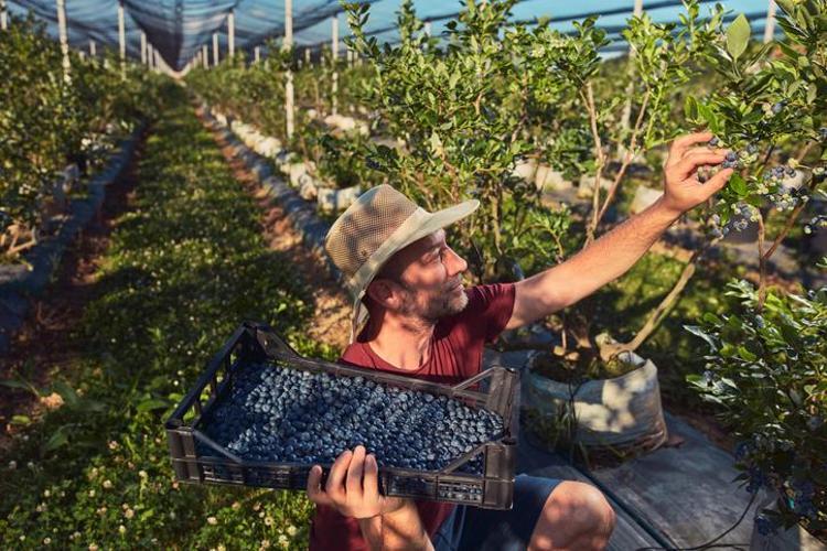 Kendisi küçük ama etkisi büyük Avuç avuç yiyince kolesterolü resmen sıfırlıyor
