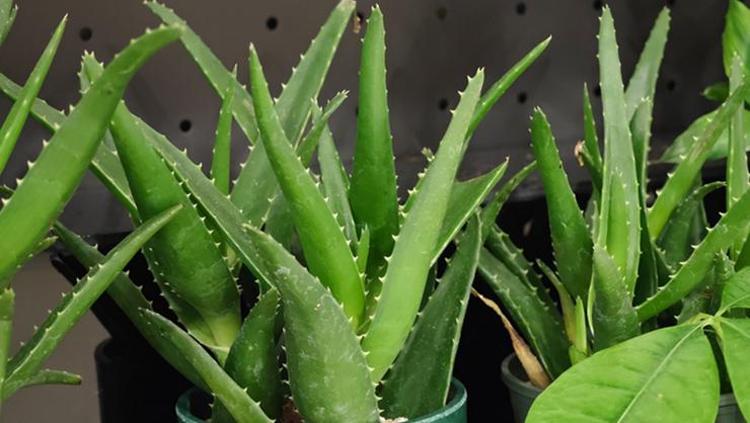 gesichtsreinigung aloe vera DR. SCHELLER SANFTES ALOE VERA REINIGUNGSGEL I Mildes Waschgel main image 0