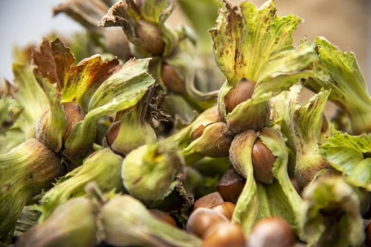 Karaciğeri yeniden doğmuş gibi yapıyor Yağlanmayı önlüyor, kaşık kaşık yiyin