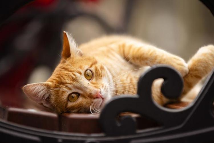 KEDİLERLE TERAPİ SEANSI: