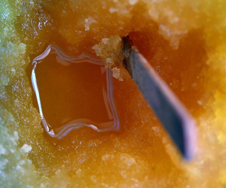 Haftalarca geçmeyen öksürüğe dikkat: İbn-i Sina asırlar önce yazmış: Bal İle karıştırıp sürünce boğaz iltihabından eser kalmıyor