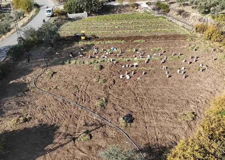 Milyoner olmak hiç bu kadar kolay olmamıştı Tek bir hasatla hayatları değişiyor: Kışın hasat eden 1 yılda ev araba alıyor