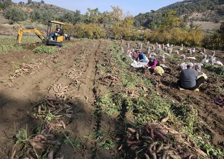 Milyoner olmak hiç bu kadar kolay olmamıştı Tek bir hasatla hayatları değişiyor: Kışın hasat eden 1 yılda ev araba alıyor