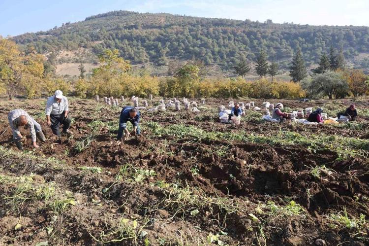 DEKAR PATATES SERVET KAPISI OLDU