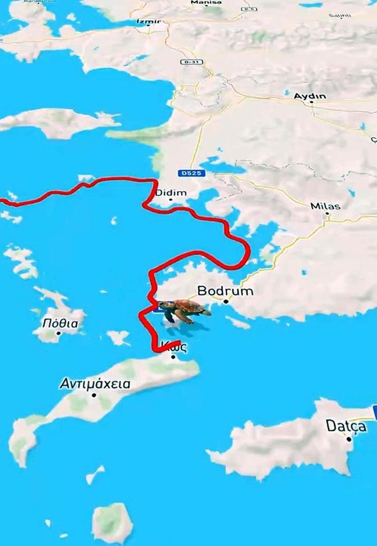 10 bin kilometrelik sır: Caretta Tuba geri döndü İşte şaşırtan rotası