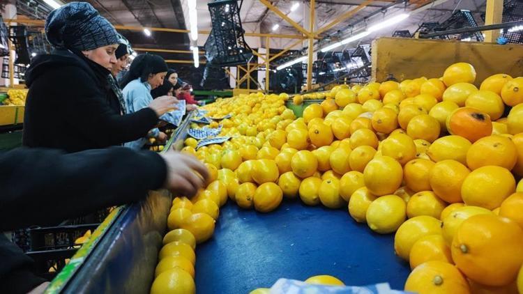 C vitamini içeriği limonu portakalı 2ye katlıyor Meğer gribe kalkan olan oymuş...