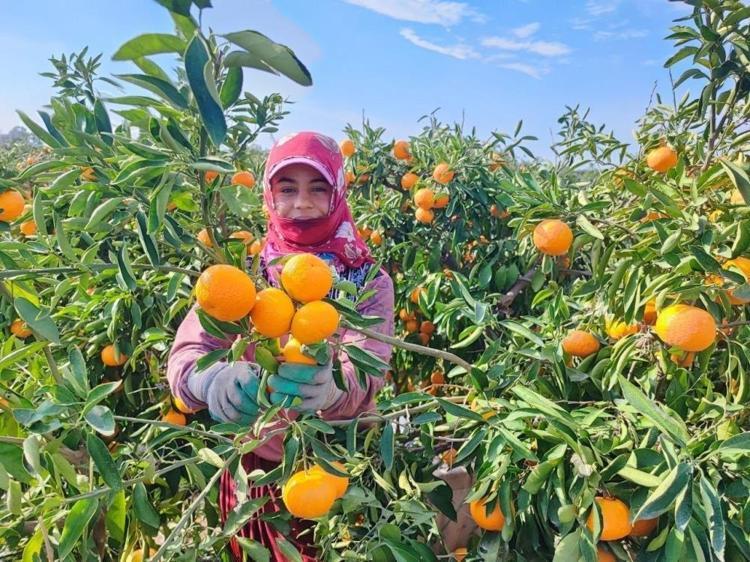 VÜCUDUMUZUN NE KADAR C VİTAMİNİNE İHTİYACI VAR