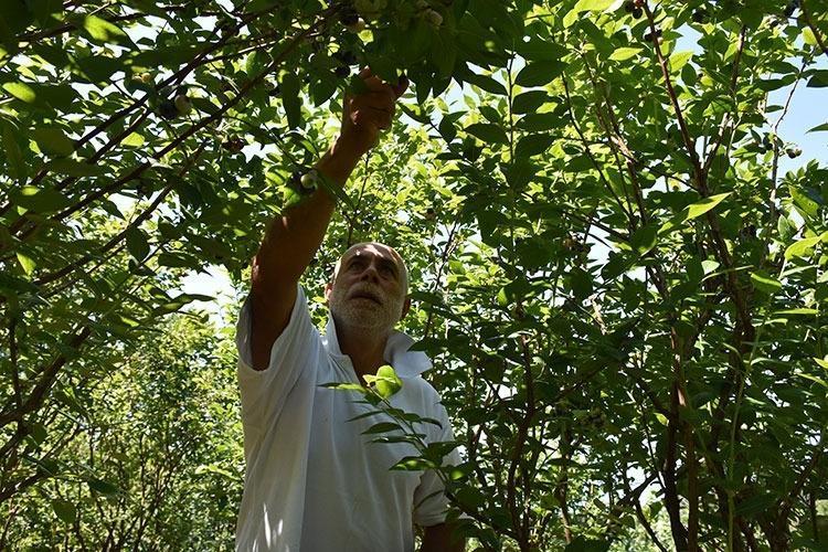 Bahçesine eken zengin, mutfağına koyan sağlıklı oluyor: En çok C vitamini portakalda değil, meğer bu meyvedeymiş
