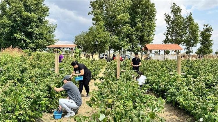 Bahçesine eken zengin, mutfağına koyan sağlıklı oluyor: En çok C vitamini portakalda değil, meğer bu meyvedeymiş