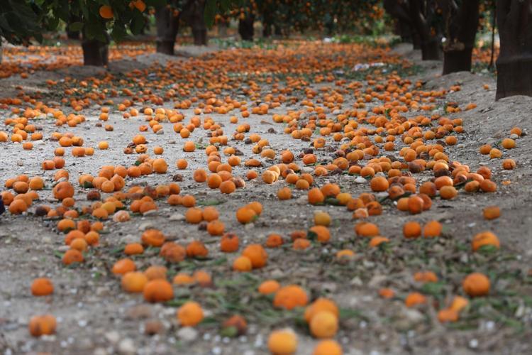 Hatayda bedava dağıtılıyor Bereket felakete döndü, ağaçlar artık taşıyamıyor