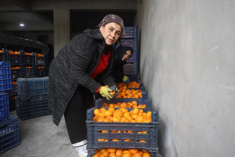 Hatayda bedava dağıtılıyor Bereket felakete döndü, ağaçlar artık taşıyamıyor