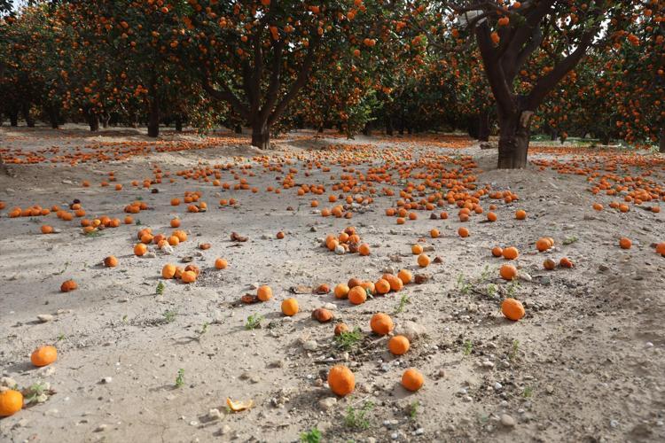 Hatayda bedava dağıtılıyor Bereket felakete döndü, ağaçlar artık taşıyamıyor