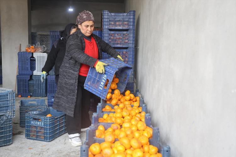 Hatayda bedava dağıtılıyor Bereket felakete döndü, ağaçlar artık taşıyamıyor