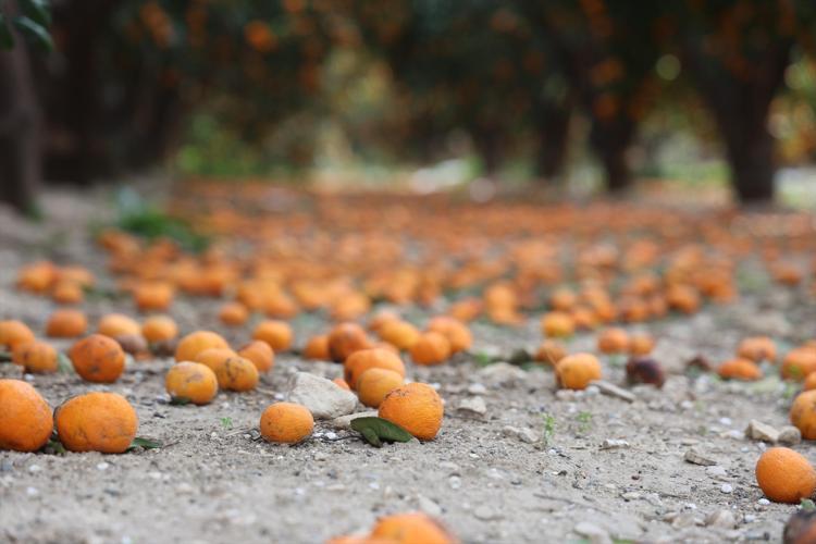 Hatayda bedava dağıtılıyor Bereket felakete döndü, ağaçlar artık taşıyamıyor