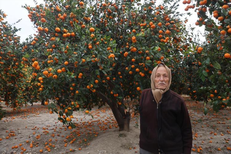 Hatayda bedava dağıtılıyor Bereket felakete döndü, ağaçlar artık taşıyamıyor