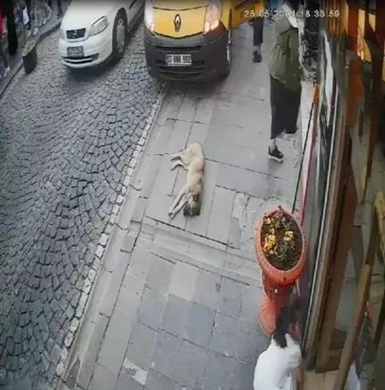 Mardinli Marilyn Monroenun isyanı: Köpeği ezene ceza yok, paylaşana 2 yıl hapis