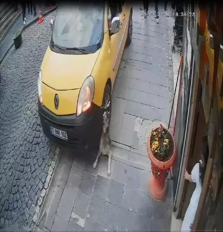 Mardinli Marilyn Monroenun isyanı: Köpeği ezene ceza yok, paylaşana 2 yıl hapis