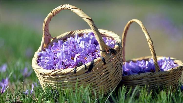 BİR ÇİÇEKTEN 3 İPLİK ÇIKIYOR