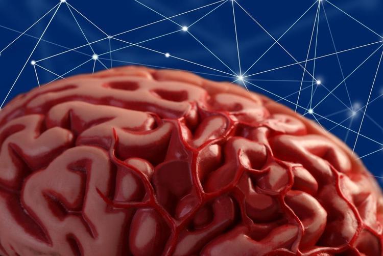 İnsan beyni 18de değil 32 yaşında olgunlaşıyor Bilimsel araştırmalarla kanıtlandı