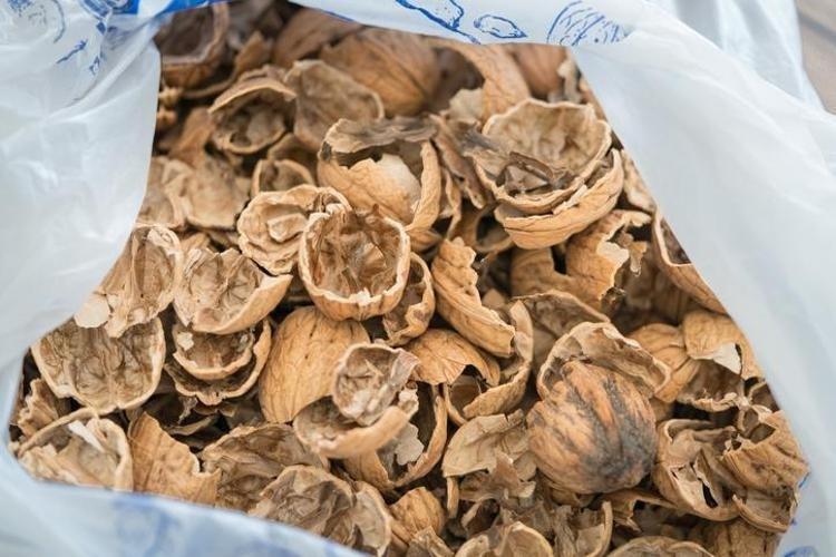 Cevizi yiyip kalanını çöpe atmayın Öksürük, balgam ve hırıltıyı bıçak gibi kesiyor