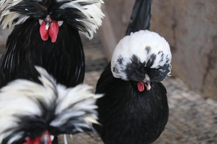 Denizlide kimsenin aklına gelmeyeni yaptı Olmaz deneni başardı