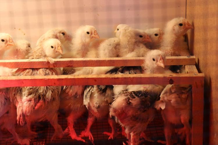 Denizlide kimsenin aklına gelmeyeni yaptı Olmaz deneni başardı