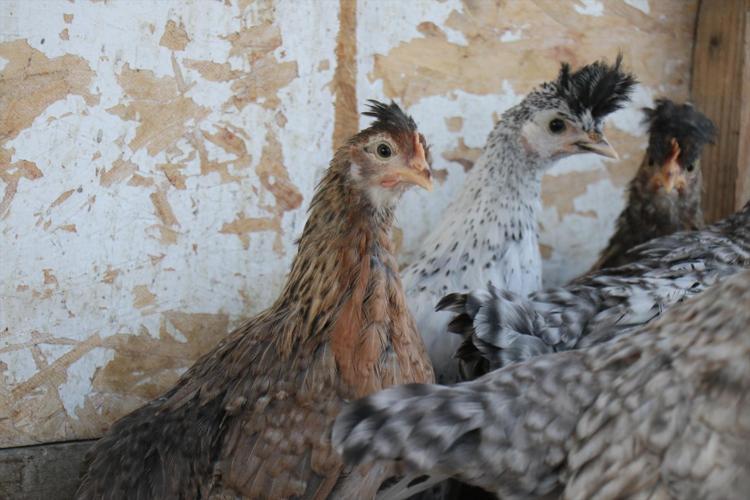 Denizlide kimsenin aklına gelmeyeni yaptı Olmaz deneni başardı