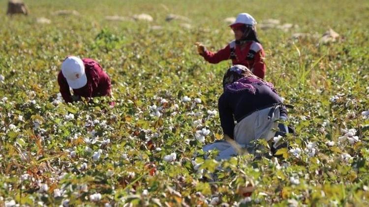 Hasat bitti, rakam dudak uçuklattı Sadece bir sezonda tam 700 milyon lira kazandırdı...