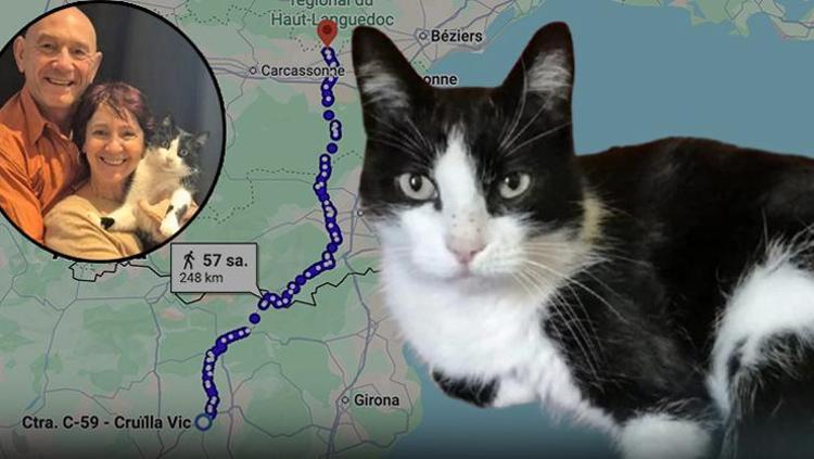 250 kilometrelik sır Kaybolan kedi dağ bayır aşıp aylar sonra evini buldu