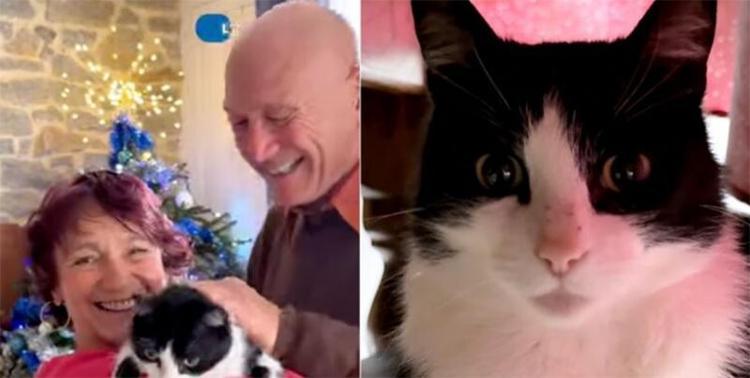 250 kilometrelik sır Kaybolan kedi dağ bayır aşıp aylar sonra evini buldu