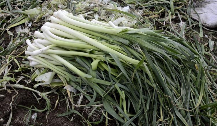 PIRASANIN FAYDALARI NELERDİR