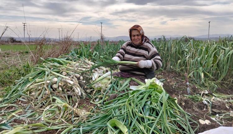 Fiyatı 10 TLye kadar düştü Kış aylarının süper sebzesi: Damar duvarlarını koruyup tansiyonu dengeliyor