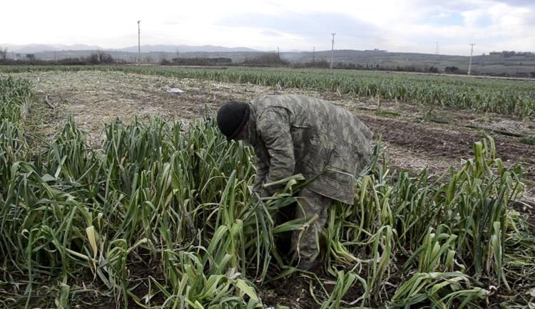 Fiyatı 10 TLye kadar düştü Kış aylarının süper sebzesi: Damar duvarlarını koruyup tansiyonu dengeliyor