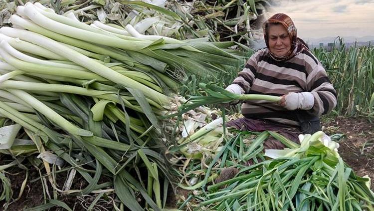Fiyatı 10 TLye kadar düştü Kış aylarının süper sebzesi: Damar duvarlarını koruyup tansiyonu dengeliyor