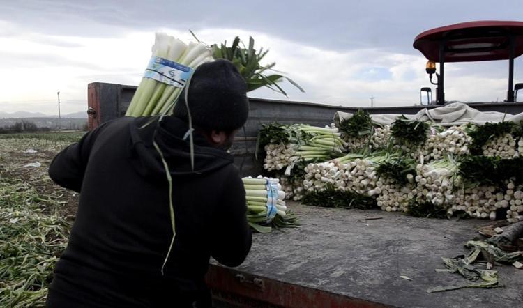 Fiyatı 10 TLye kadar düştü Kış aylarının süper sebzesi: Damar duvarlarını koruyup tansiyonu dengeliyor