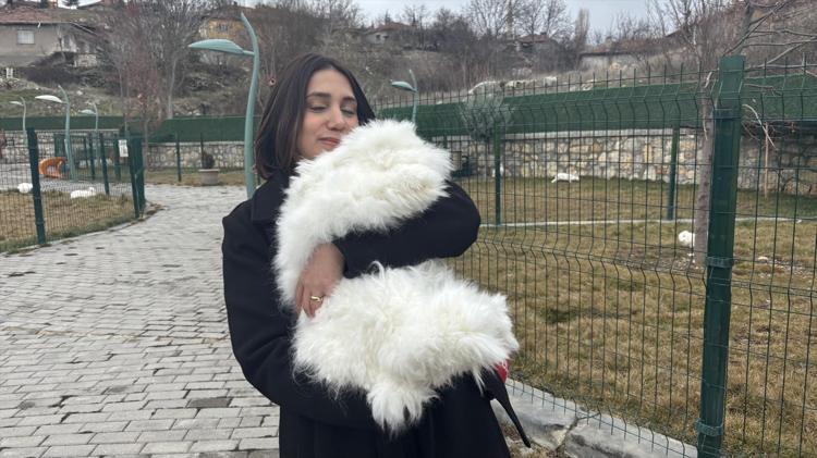 300 yıl sonra yeniden Ankarada Tüyü koyun yününden 7 kat daha güçlü