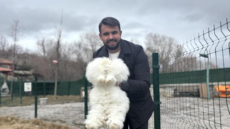 300 yıl sonra yeniden Ankarada Tüyü koyun yününden 7 kat daha güçlü