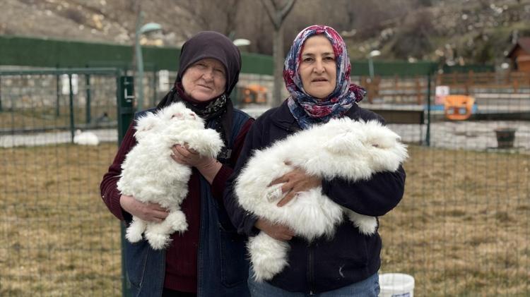 300 yıl sonra yeniden Ankarada Tüyü koyun yününden 7 kat daha güçlü