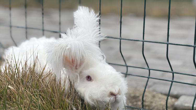 ANGORA TAVŞANININ TARİHİ
