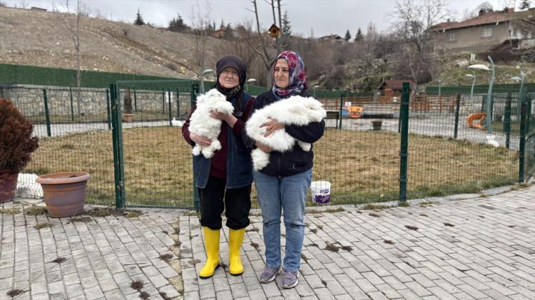 300 yıl sonra yeniden Ankarada Tüyü koyun yününden 7 kat daha güçlü