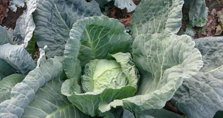 HAFİFÇE SIKABİLİRSİNİZ