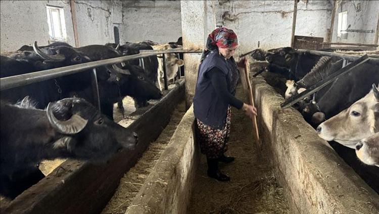 Hakkari’de kadın girişimcinin manda serüveni: 5 mandadan 20’ye